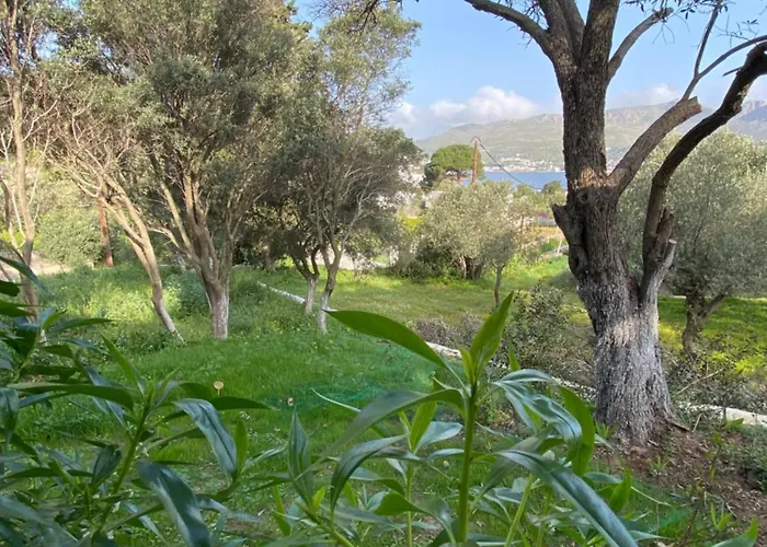 The Velanidies - οι βελανιδιές فيلة *